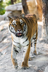 tiger in zoo