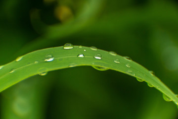droplets on grass