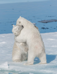 Two young wild polar bear cubs playing on pack ice in Arctic sea, north of Svalbard © Alexey Seafarer