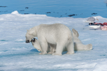 Two young wild polar bear cubs playing on pack ice in Arctic sea, north of Svalbard