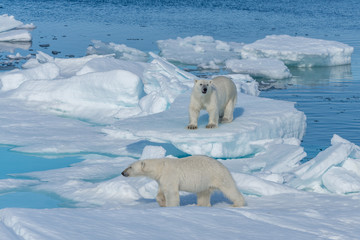 Two young wild polar bear cubs playing on pack ice in Arctic sea, north of Svalbard © Alexey Seafarer