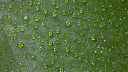 Green leaf background with water droplets.
