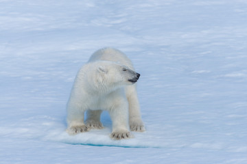 Naklejka na ściany i meble Wild polar bear cub on pack ice in Arctic sea close up