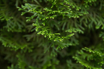 Incense cedar tree Calocedrus decurrens branch close up.
