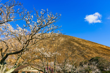 大室山　さくらの里　伊豆高原　観光地　桜　サクラ　春　伊豆　日本　ジオパーク　観光スポット　