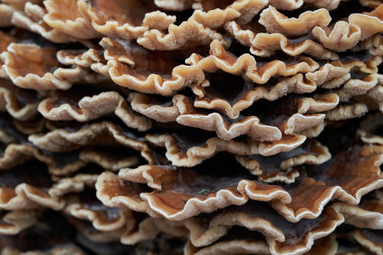 Close up of Trametes versicolor in the floodplain forest. Known as turkey tail. Wild mushroom growing on the stump of deciduous tree.