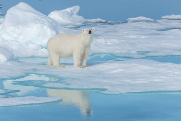 Plakat Wild polar bear (Ursus maritimus) going on the pack ice north of Spitsbergen Island, Svalbard