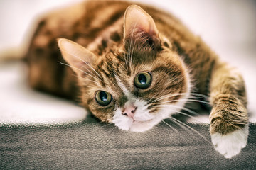 Portrait of a red-haired domestic cat in the studio.