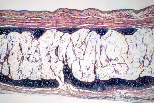 Human hyaline cartilage bone under microscope view for education pathology.