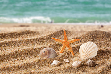Fototapeta na wymiar Sand beach with starfish and shells.