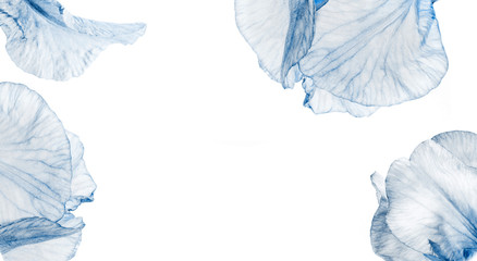 Multi colored flower bud.