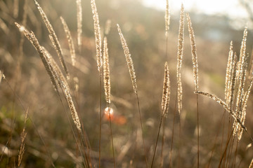 Fototapeta premium dry autumn grass shimmers in the sun,very beautifully