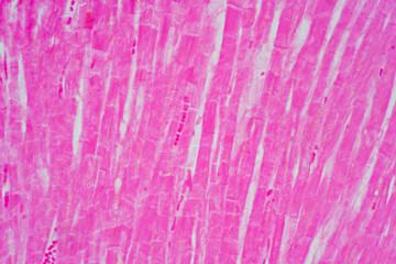 Histology of human cardiac muscle under microscope view for education.