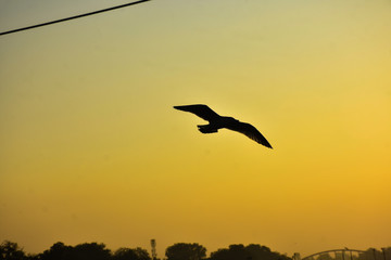 Fototapeta na wymiar silhouette of bird in the sunset in haridwar india 