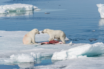 Fototapeta na wymiar Two wild polar bears eating killed seal on the pack ice north of Spitsbergen Island, Svalbard