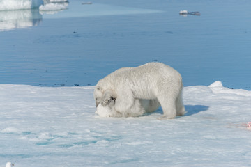 Two young wild polar bear cubs playing on pack ice in Arctic sea, north of Svalbard