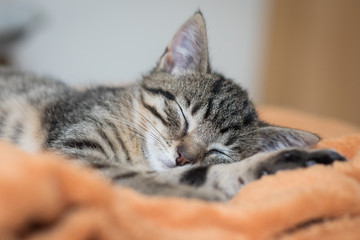 Katzenbaby schlafend