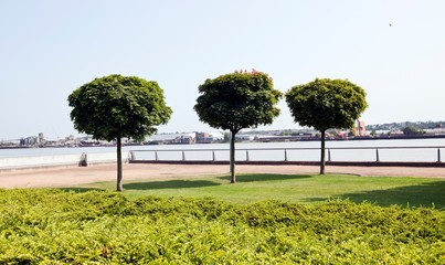 Fototapeta na wymiar Three trees planted by river in city