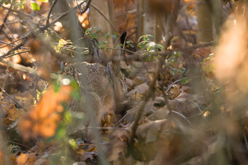 Feldhase im Versteck