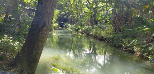 Fototapeta premium river in the Forrest with trees 