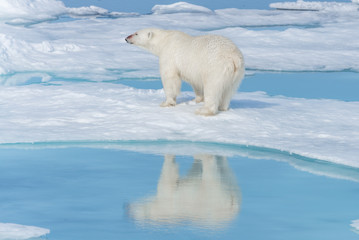Fototapeta na wymiar Wild polar bear (Ursus maritimus) going on the pack ice north of Spitsbergen Island, Svalbard
