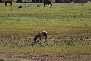 Horses eating grass in the field in Cajón del Maipo, Chile.