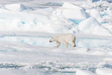 Obraz na płótnie Canvas Polar bear (Ursus maritimus) on the pack ice in fog