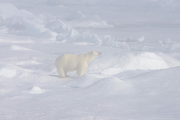 Polar bear (Ursus maritimus) on the pack ice in fog