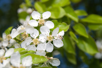 Apple tree with fresh flowers in a blossom.