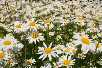 Blooming chamomiles close up view of flowers field.
