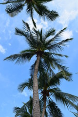 Fototapeta na wymiar Palm tree on beautiful sky background