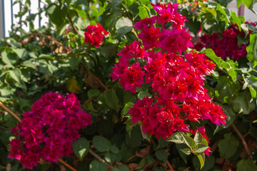 Bougainvillea
