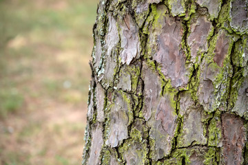 A close up of tree bark with available copy space. Bokeh effect.