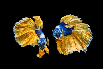 Fotobehang Het ontroerende moment mooi van gele en blauwe siamese betta vis of fancy betta splendens vechten vis in thailand op zwarte achtergrond. Thailand noemde Pla-kad of halve maan bijtende vis. © Soonthorn