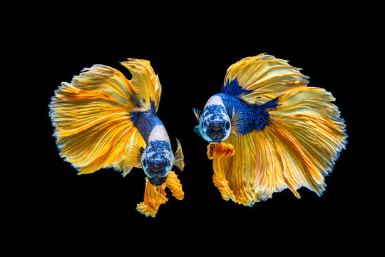 The moving moment beautiful of yellow and blue siamese betta fish or fancy betta splendens fighting fish in thailand on black background. Thailand called Pla-kad or half moon biting fish.