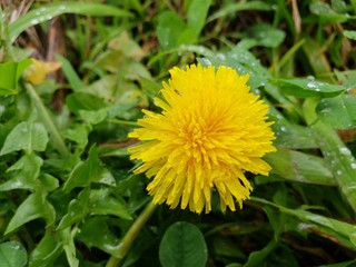 dandelion in the grass