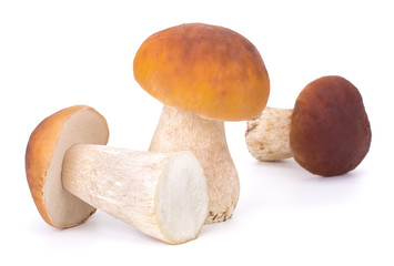 Big Boletus Edulis Mushroom isolated on white background close up