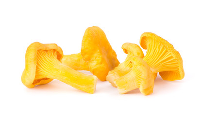 Yellow Chanterelle Isolated on White Background Close-Up