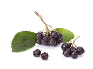 Branches of black chokeberry (Aronia melanocarpa) with green leaves isolated on white background