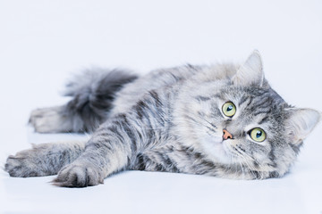 Funny large longhair gray tabby cute kitten with beautiful big eyes lying on white table. Pets and...
