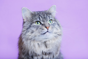 Cat growls on purple background. Large longhair gray tabby kitten with wild look. Pets care concept.