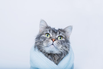 Funny smiling wet gray tabby cute kitten after bath wrapped in blue towel with big eyes. Just washed lovely fluffy cat on gray background.
