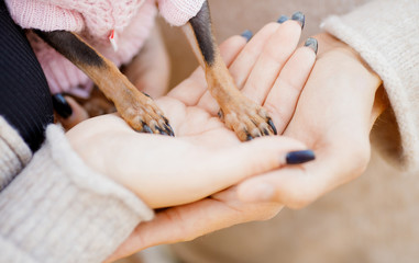 Legs of dwarf dog in hands couple in love. Childfree Concept