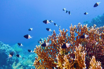 Fototapeta na wymiar Tropical coral reef scene - Fire Coral (Millepora) an Chocolate dip chromis fish - Chromis Dimidiata, (damselfish)