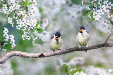 two small plump Bluebird Chicks sitting on a branch of cherry blossoms with white buds in may Sunny spring garden - obrazy, fototapety, plakaty