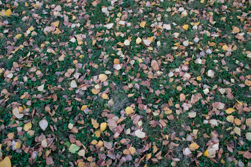 Autumn carpet of medicinal birch leaves and green grass in the evening