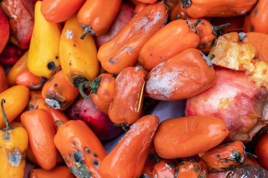 Rotten Vegetables, Colored Bell Sweet Peppers, Orange. Mouldy. Spoiled Foods