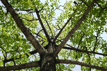 a bottom-up shot on a tree with its branches and leaves under the summer sky