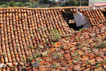 Damaged red tiled roof overgrown with spurge
