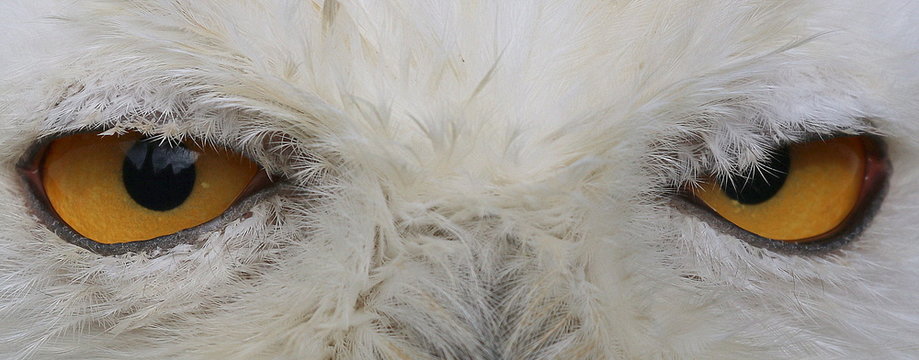 Scheeeule im Gro&szlig;portrait.